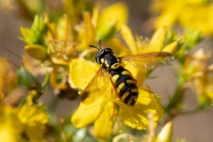 Chrysotoxum intermedium