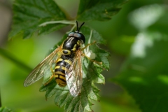 Chrysotoxum sp