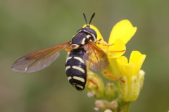 Chrysotoxum vernale