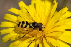Dasysyrphus albostriatus