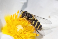 Dasysyrphus albostriatus