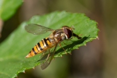 Episyrphus balteatus