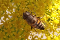 Eristalinus taeniops