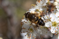 Eristalis similis