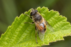 Eristalis tenax