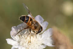 Eristalis tenax