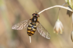 Eupeodes luniger