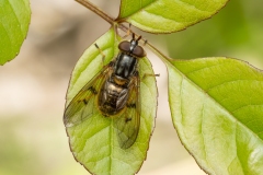Ferdinandea cuprea