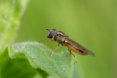 Melanostoma sp