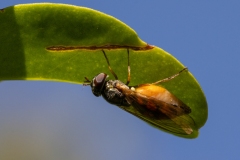 Melanostoma scalare