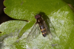Meligramma cincta