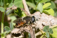 Merodon avidus