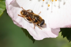 Merodon moenium