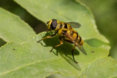 Myathropa florea