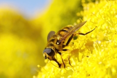 Myathropa florea