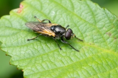 Myolepta sp