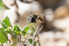 Paragus sp