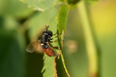 Paragus sp