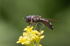 Platycheirus albimanus