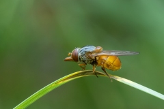 Rhingia rostrata