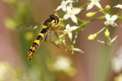 Sphaerophoria scripta