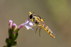 Sphaerophoria scripta