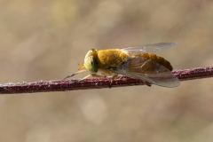 Atylotus fulvus