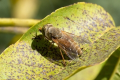 Atylotus sp