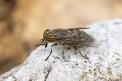 Tabanus sp