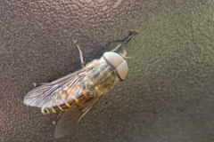 Tabanus sp