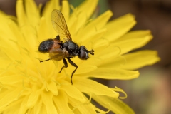 Besseria anthophila