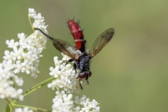 Cylindromyia bicolor