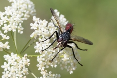 Cylindromyia bicolor