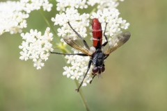 Cylindromyia bicolor