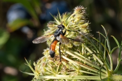 Cylindromyia intermedia