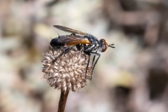 Cylindromyia sp