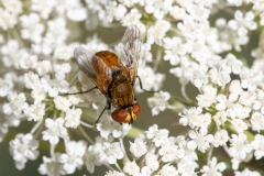 Eliozeta sp