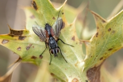 Eriothrix rufomaculata