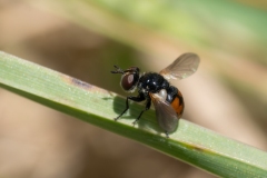 Gymnosoma nitens
