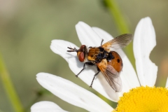 Gymnosoma rotundatum
