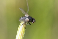 Leucostoma sp
