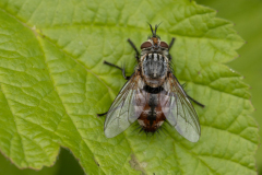 Linnaemya vulpina