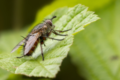 Linnaemya vulpina