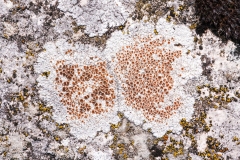 Caloplaca erythrocarpa