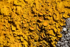 Xanthoria parietina