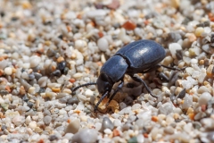 Dailognatha rugata