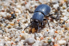 Dailognatha rugata