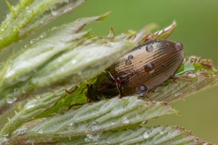 Gonodera sp
