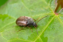 Isomira  sp