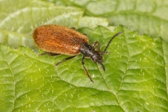 Lagria hirta